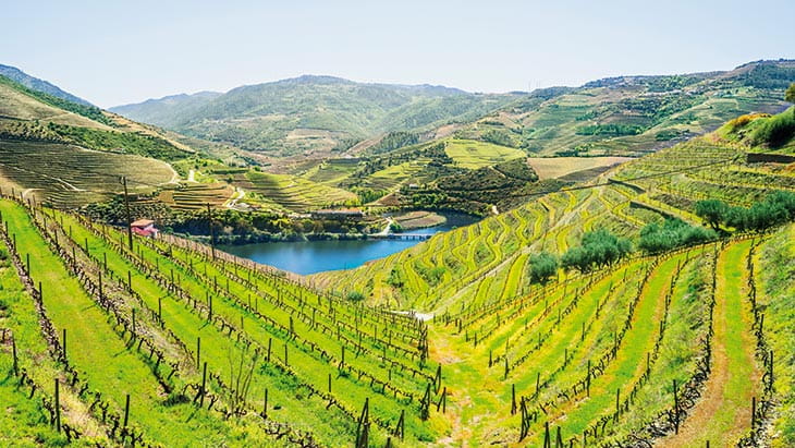 Vineyards along the Douro Valley in Portugal